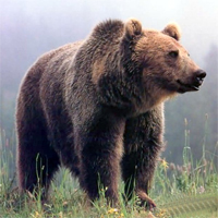 medved