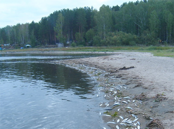 Замор рыбы на Аргазинском водохранилище