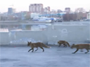 Лисы в городе