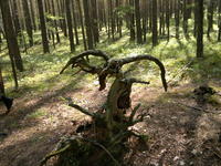 20110604532.jpg