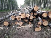 Вырубка леса началась на месте будущего Томинского ГОКа